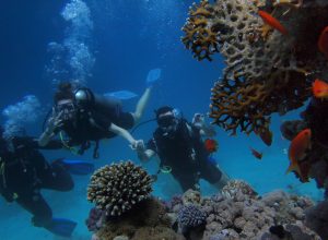 group snorkeling